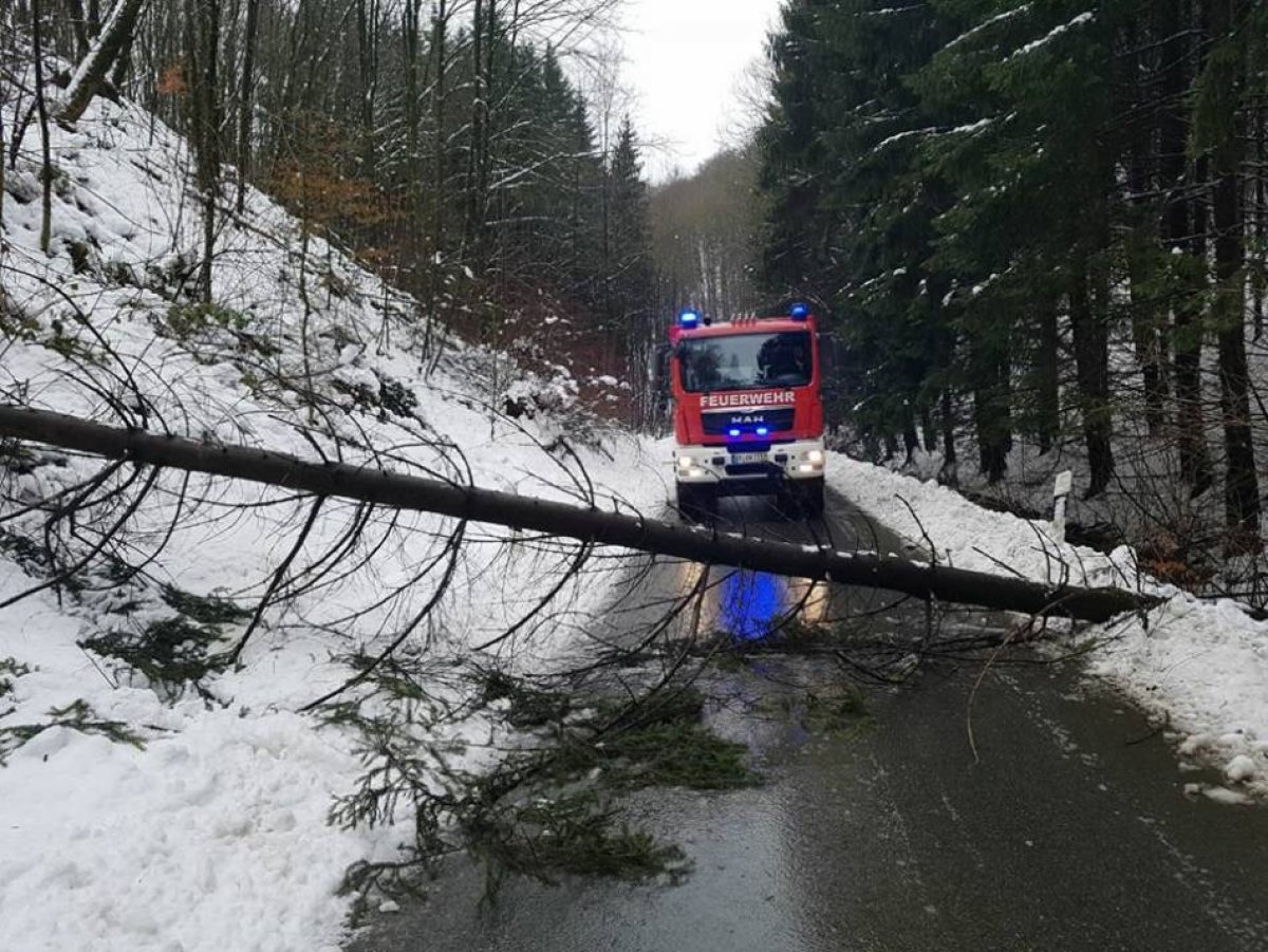 Baum auf Fahrbahn